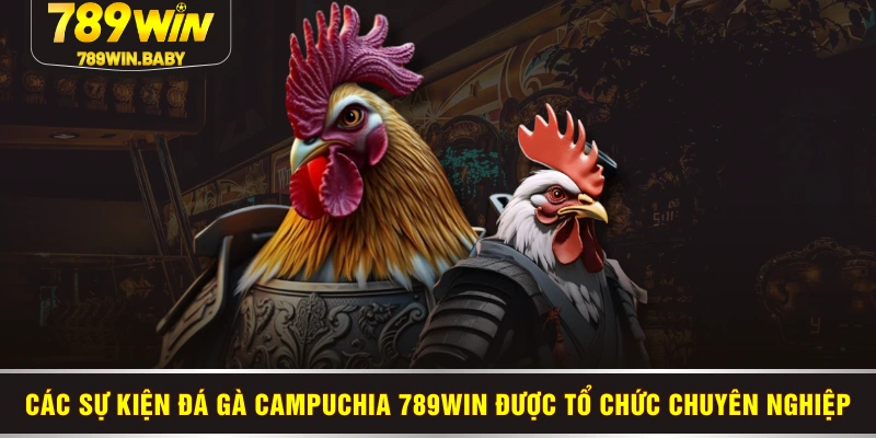 Các sự kiện đá gà Campuchia 789WIN được tổ chức chuyên nghiệp Các sự kiện đá gà Campuchia 789WIN được tổ chức chuyên nghiệp