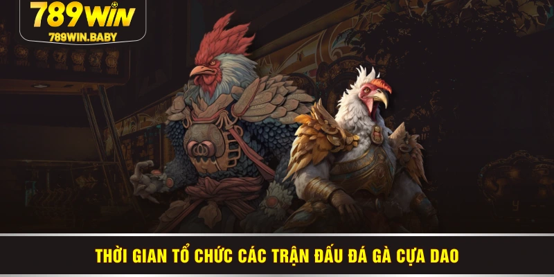 Thời gian tổ chức các trận đấu đá gà cựa dao Thời gian tổ chức các trận đấu đá gà cựa dao